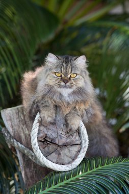 Adorably cute tabby Persian Ragdoll cat sitting relaxed on the tree in island Ko Wai, Thailand clipart