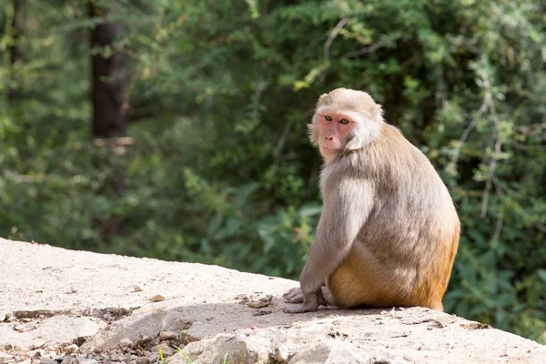 Macaque monkey in Mcleod Ganj, Dharamsala, India. — Stock Photo, Image