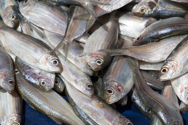 Ryby na rynku w Sri Lanka — Zdjęcie stockowe