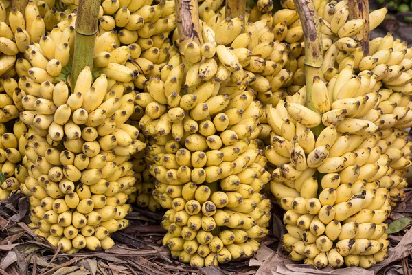 Bando de bananas maduras de fundo no mercado no Sri Lanka — Fotografia de Stock