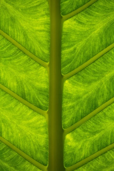 Tropical green leaf background — Stock Photo, Image