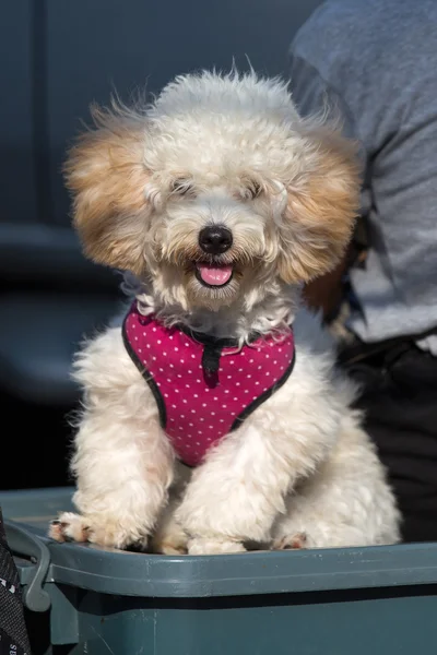 Hermoso perro de raza pura bichon frise, de cerca — Foto de Stock