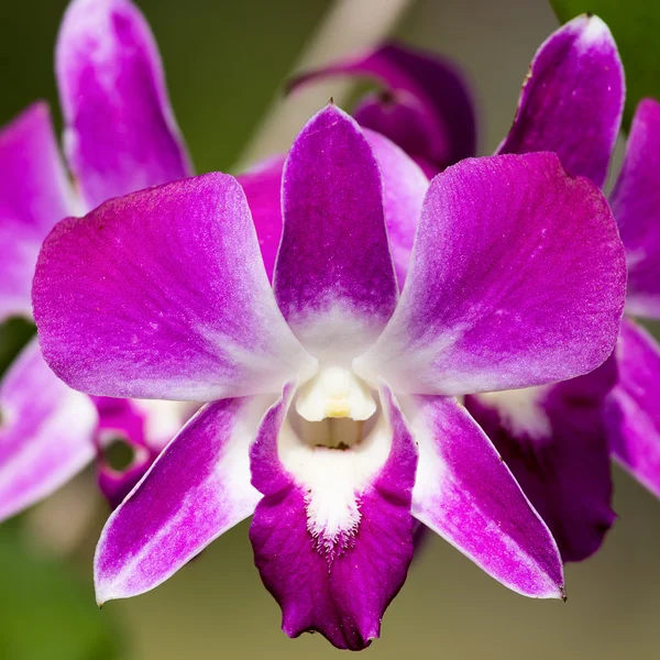 Närbild vacker orkidé blomma — Stockfoto