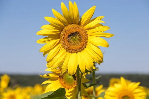 Campo di girasoli, nel sud dell'Ucraina — Foto Stock