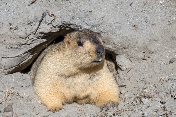 Divertente marmotta che sbircia fuori da una tana in Ladakh, India — Foto Stock