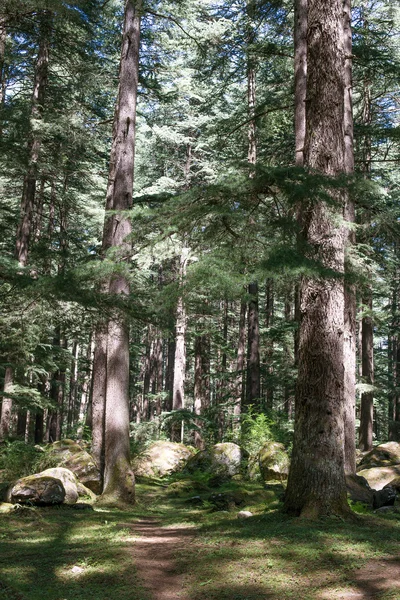 Güzel çam ormanı içinde Manali, Himachal Pradesh, Hindistan — Stok fotoğraf