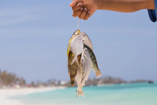 Fisk fångst — Stockfoto