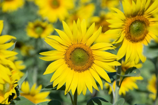 Field sunflowers, in the south of Ukraine — Stock Photo, Image