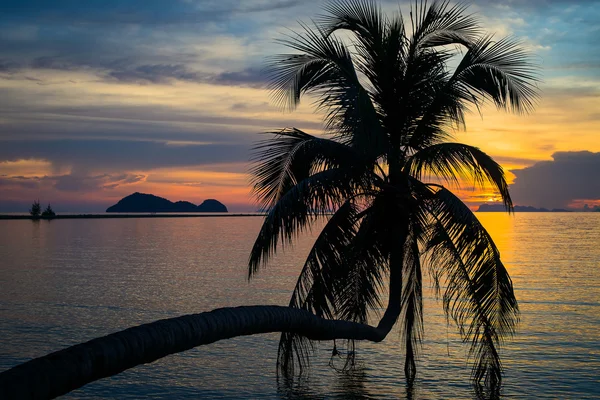 Palmy kokosowe drzewo sylwetka na zachód słońca. Wyspa Koh Phangan, Tajlandia — Zdjęcie stockowe