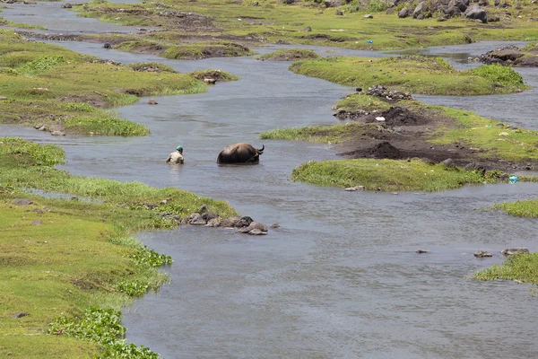 Mauvaises utilisations agricoles pour la production de bison sable — Photo