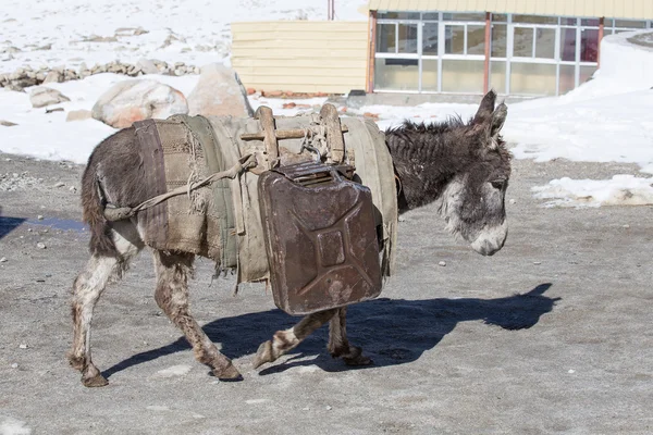 Burro está llevando latas de combustible en las montañas en el camino Leh - Manali, Ladakh, India — Foto de Stock