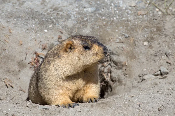 Funny marmot peeking out of a burrow in Ladakh, India — Stock Photo, Image