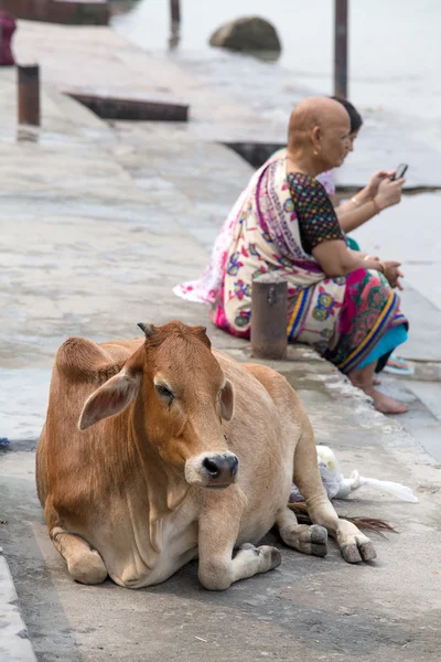 Orang India dan sapi duduk di ghat di sepanjang sungai Gangga. Rishikesh, India — Stok Foto