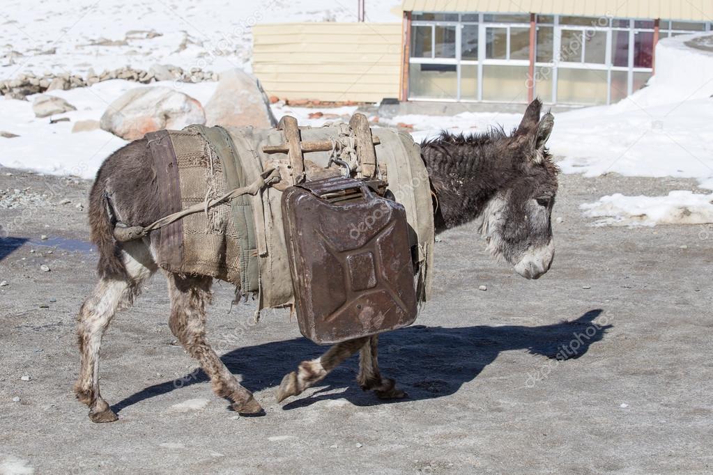 Donkey is carrying fuel cans in the mountains on the road Leh - Manali, Ladakh, India