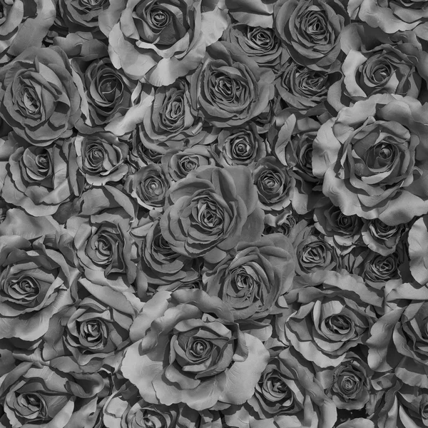 Fondo de rosas en blanco y negro — Foto de Stock