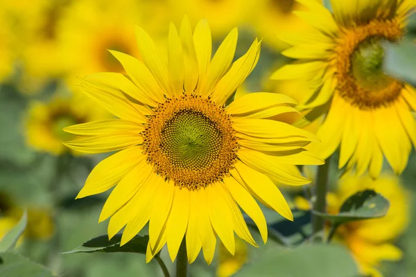 Sunflowers — Stock Photo, Image