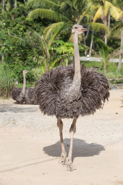 Beautiful portrait photo of big African ostrich in zoo — Stock Photo, Image