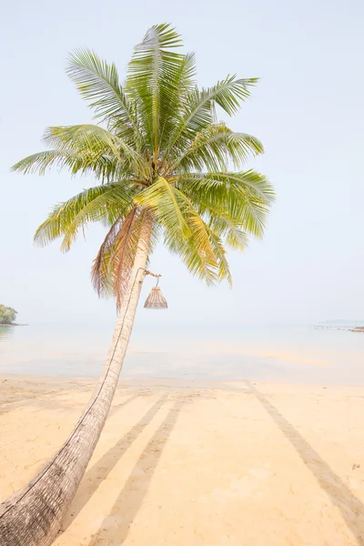 Coconut palmträd över lyxiga beach — Stockfoto