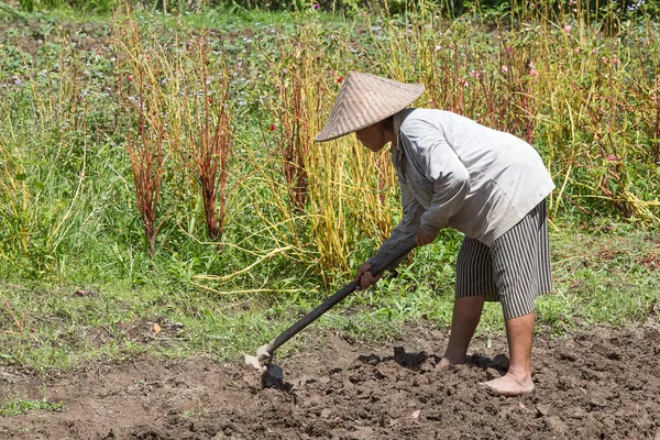 Yaşlı kadın çiftçi alanı maça oluşturuldu. Bali, Endonezya. — Stok fotoğraf