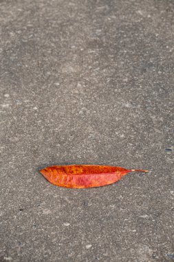 Bir gülümseme şeklinde asfalt yolda yalan ağacının yaprak