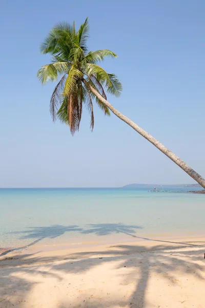 Coconut palmträd över lyxiga beach — Stockfoto