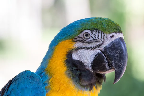 Papagal albastru și galben Macaw în Bali Bird Park, Indonezia — Fotografie, imagine de stoc