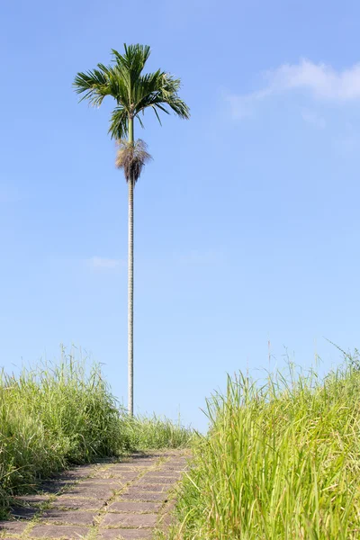 Magányos pálmafa közelében túraút in Ubud, Bali, Indonézia — Stock Fotó