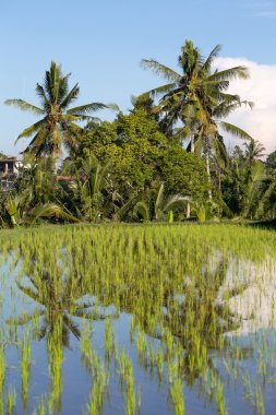Teras pirinç tarlaları, Bali, Endonezya