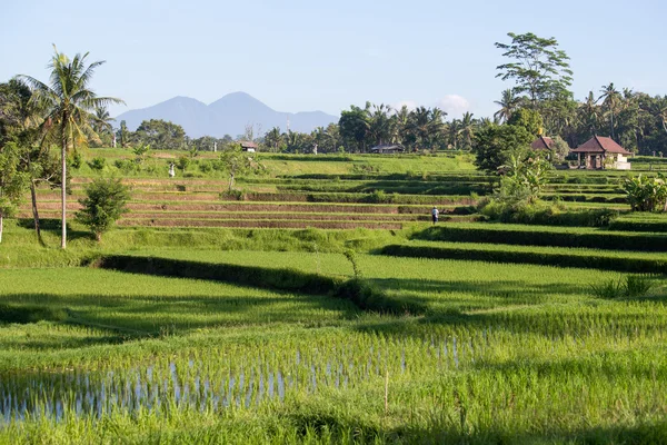 Террасные рисовые поля, Бали, Индонезия — стоковое фото