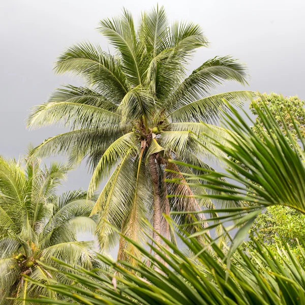 Coconut palm tree op een bewolkte dag, Thailand — Stockfoto