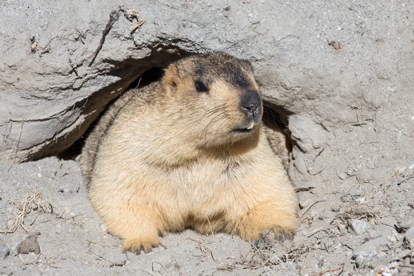 Divertente marmotta che sbircia fuori da una tana in Ladakh, India — Foto Stock