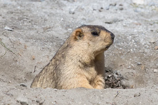 Marmota divertida asomándose desde una madriguera en Ladakh, India — Foto de Stock