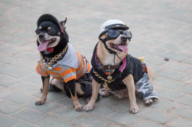 Küçük köpekler üniformalı. Pattaya, Tayland