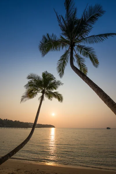 Coconut palm tree silhouette at sunset. Thailand — Stock Photo, Image