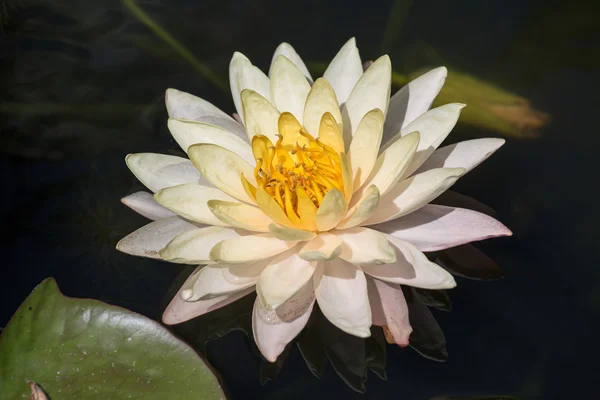 Blossom white lotus flower — Stock Photo, Image