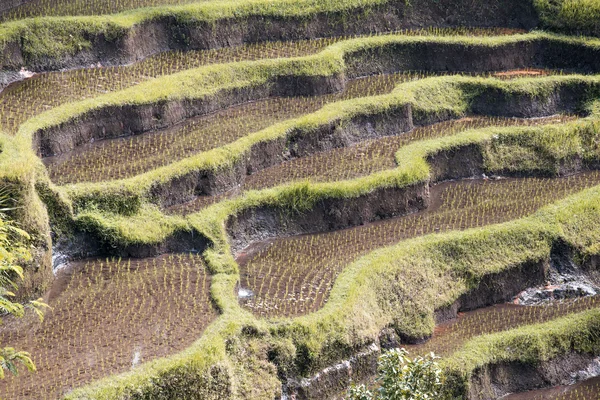 Terras rijstvelden, Bali, Indonesië — Stockfoto