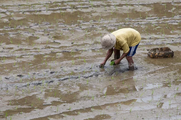 Farmer working hard on rice field in Bali. Indonesia — Stock Photo, Image