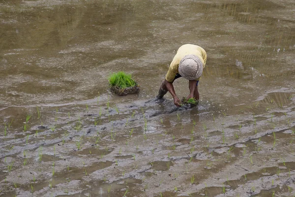 Agricoltore che lavora sodo sulla risaia di Bali. Indonesia — Foto Stock