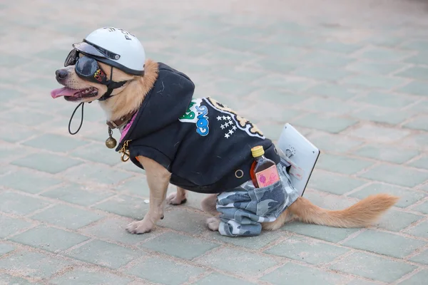 Cão pequeno de uniforme. Pattaya, Tailândia — Fotografia de Stock