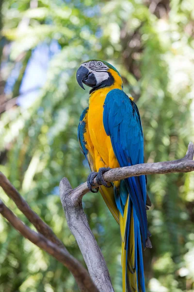 Blue and Yellow Macaw Parrot in Bali Bird Park,, Indonesia — Stock Photo, Image