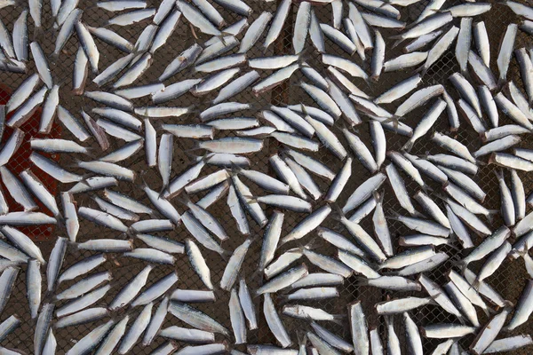 시장에서 식하는 말린 생선 — 스톡 사진