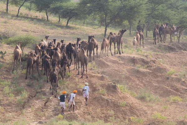 Indické nomad zúčastnil každoroční Mela Camel Pushkar — Stock fotografie