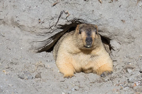 Divertente marmotta che sbircia fuori da una tana, India — Foto Stock