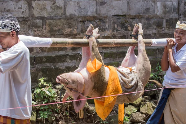 El pueblo indonesio celebra el Año Nuevo Balinés. Esta procesión ritual alrededor del templo local con ofrendas de comida, animales, flores —  Fotos de Stock