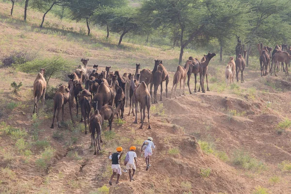 Nômade indiano participou do anual Pushkar Camel Mela — Fotografia de Stock