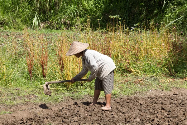 Vieja agricultora sosteniendo pala en el campo. Bali, Indonesia . —  Fotos de Stock