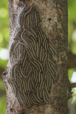Oak processionary moth - Thaumetopoea processionea caterpillars on the tree in summer clipart