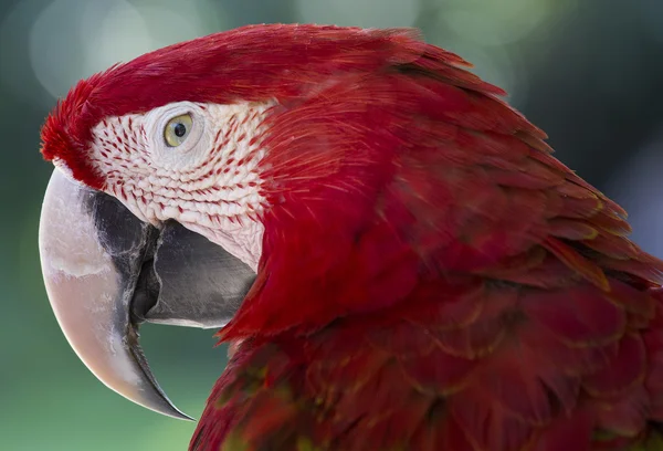 Bali kuş Parkı,, Endonezya kırmızı papağan — Stok fotoğraf
