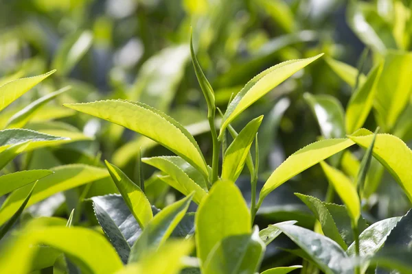 Hojas verdes jóvenes y brote de hojas del árbol del té en la plantación en Nuwara Eliya, Sri Lanka —  Fotos de Stock