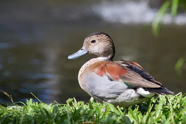 Duck in nature. Bali Bird Park, Indonesia — Stock Photo, Image